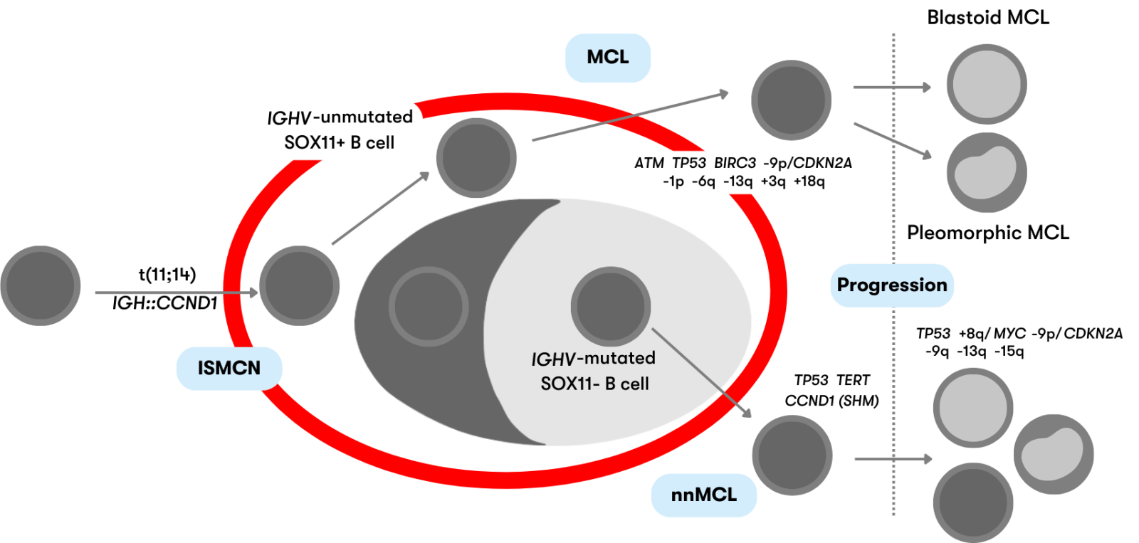 Mantle Cell Lymphoma Mcl Mll